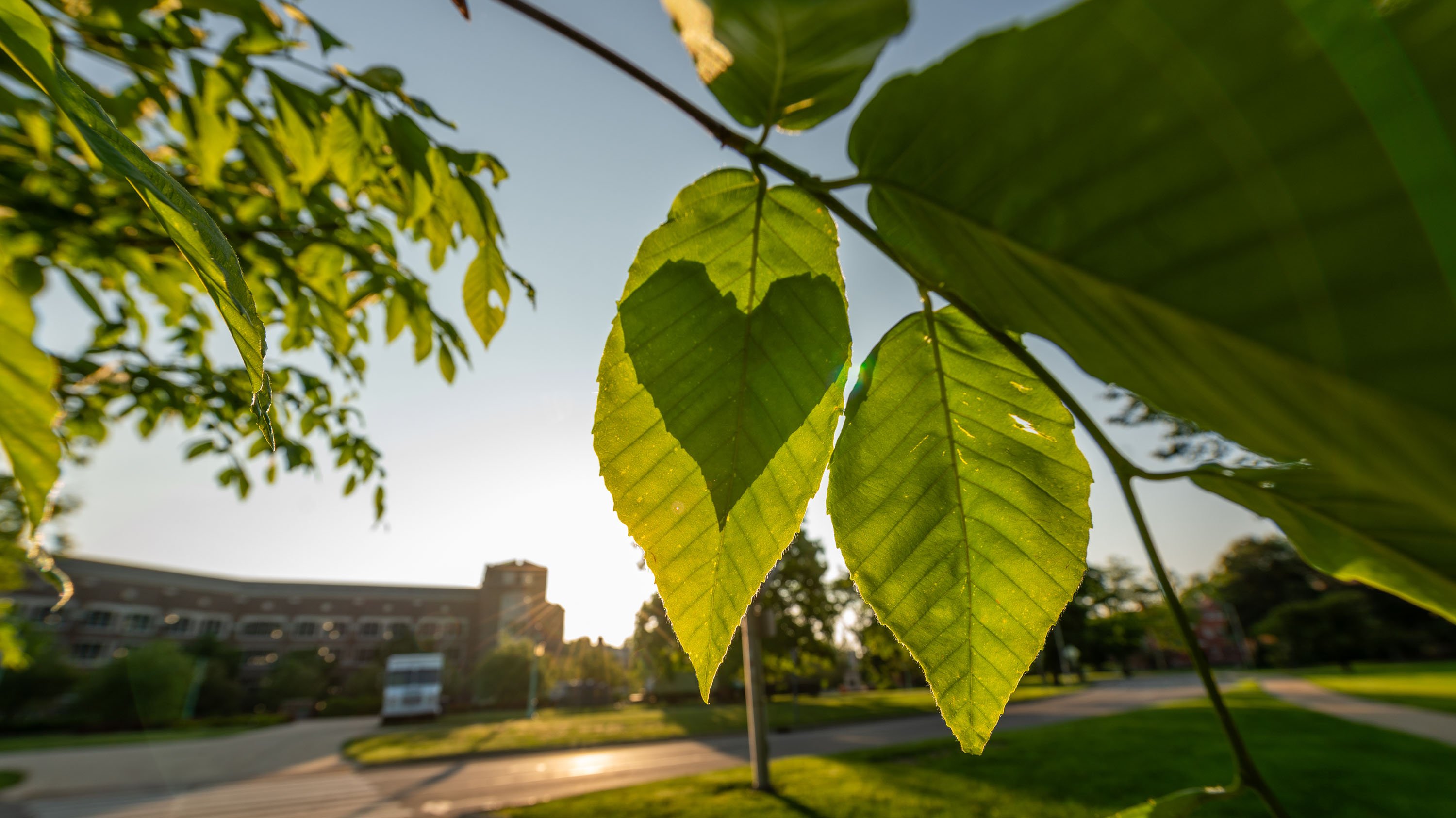 Heart shaped leaf on top of other leaf