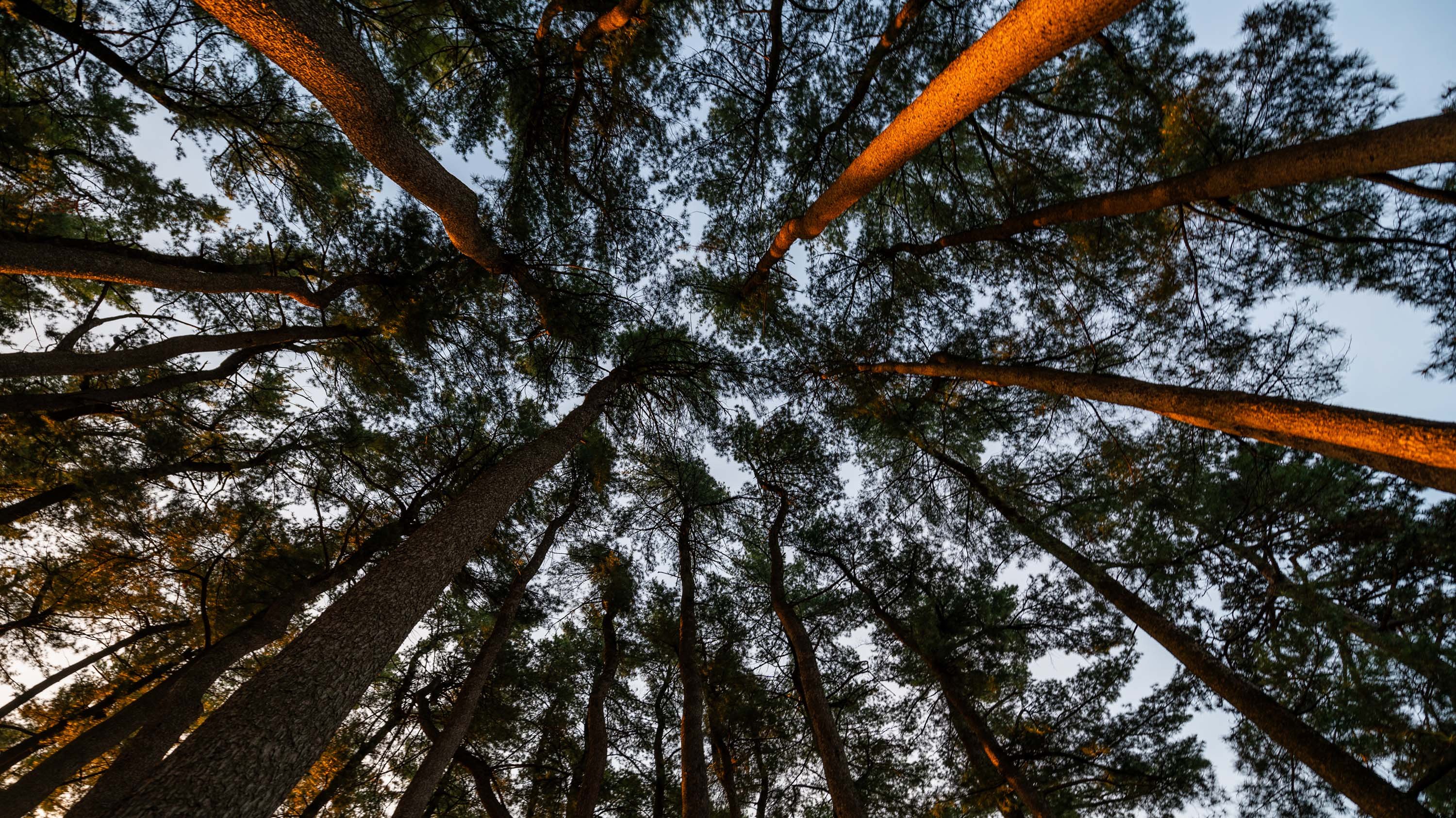 Munn Pinetum seen from below