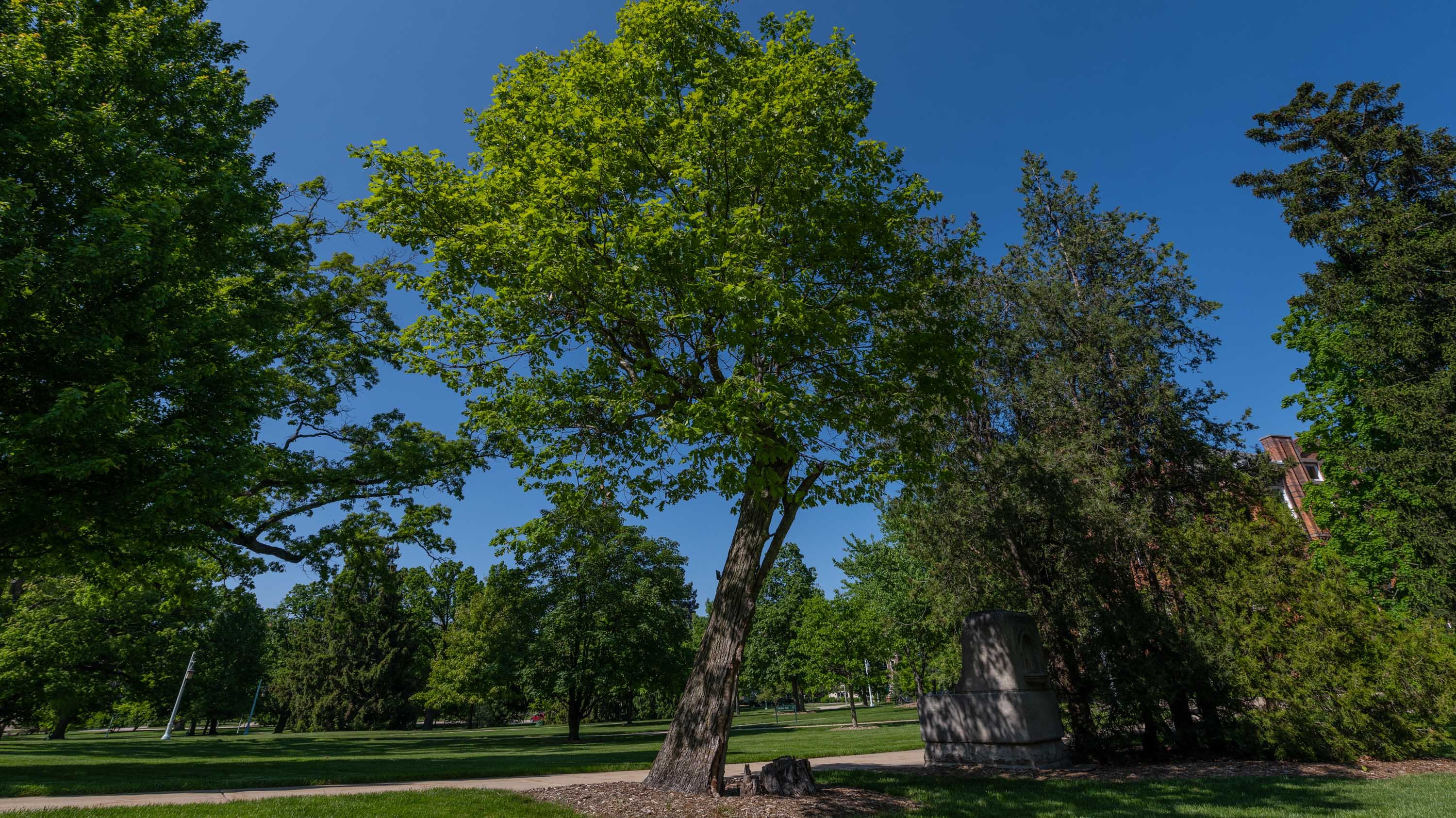 Resilient Oak tree