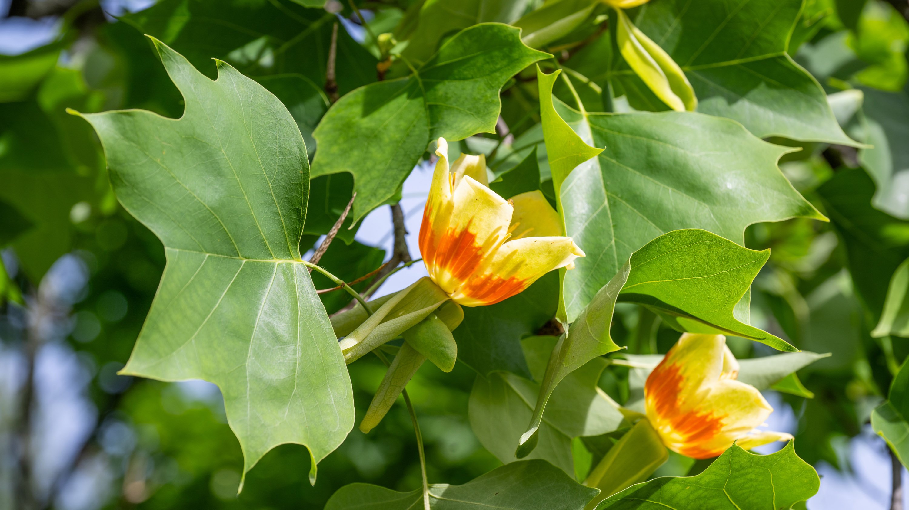 Flowers on a tulip tree