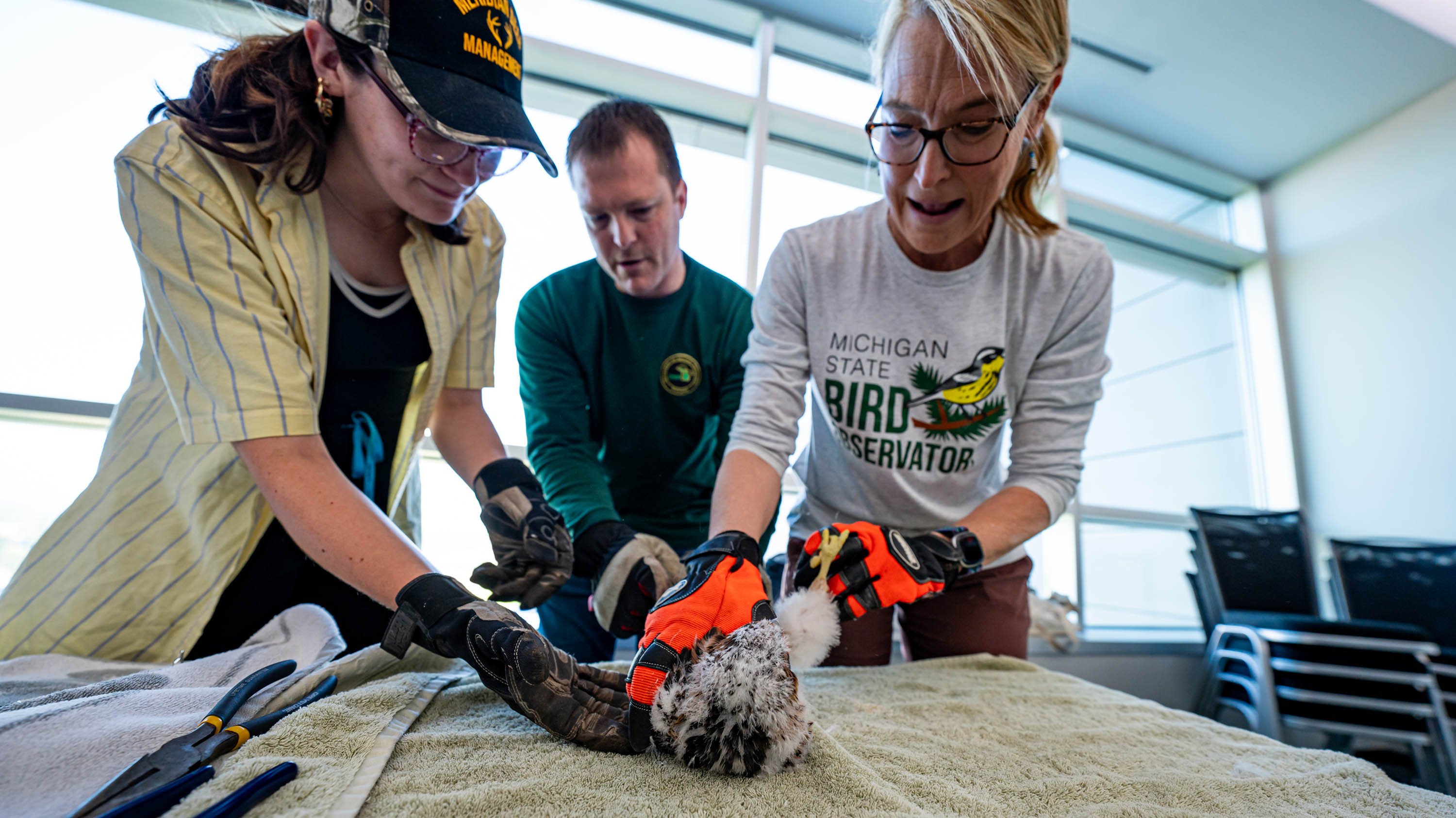 Falcon banding