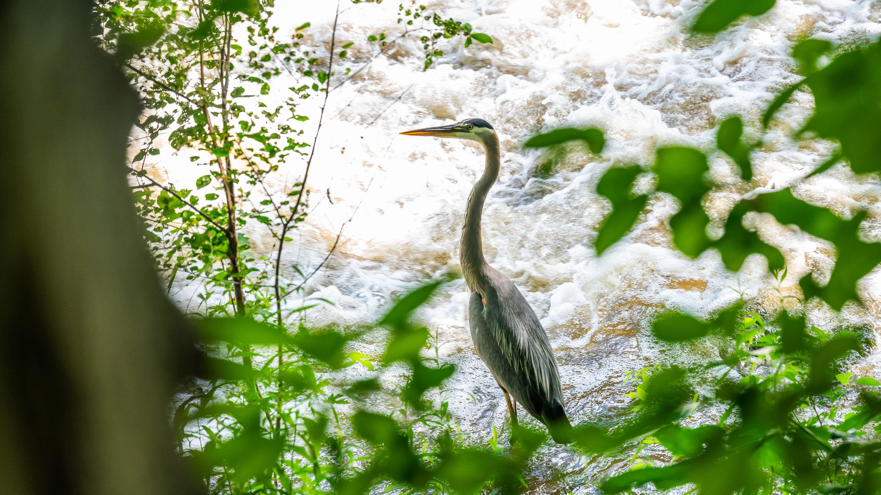 Great blue heron next to Red Cedar River