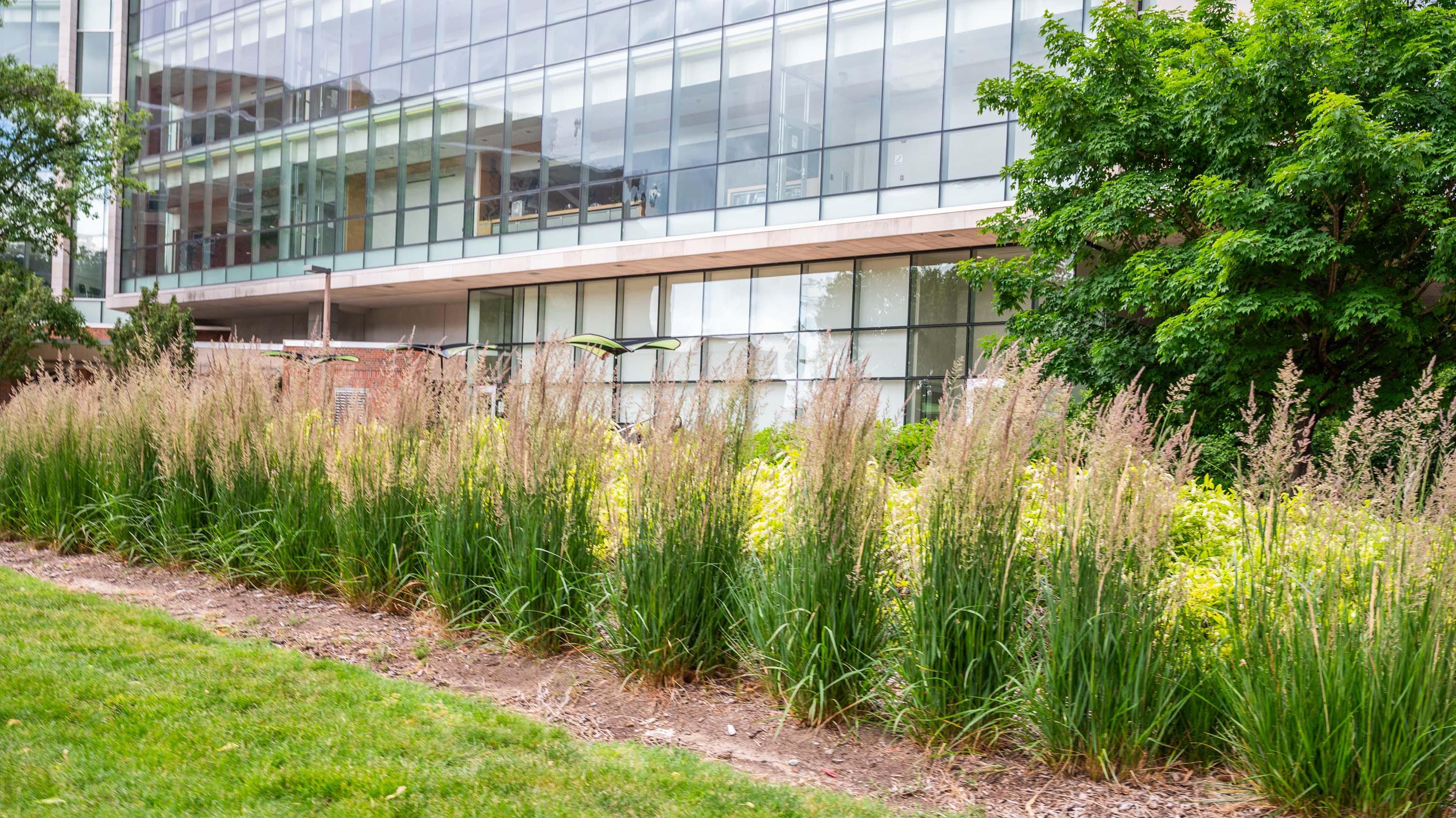 Ornamental grasses in front of Wells Hall