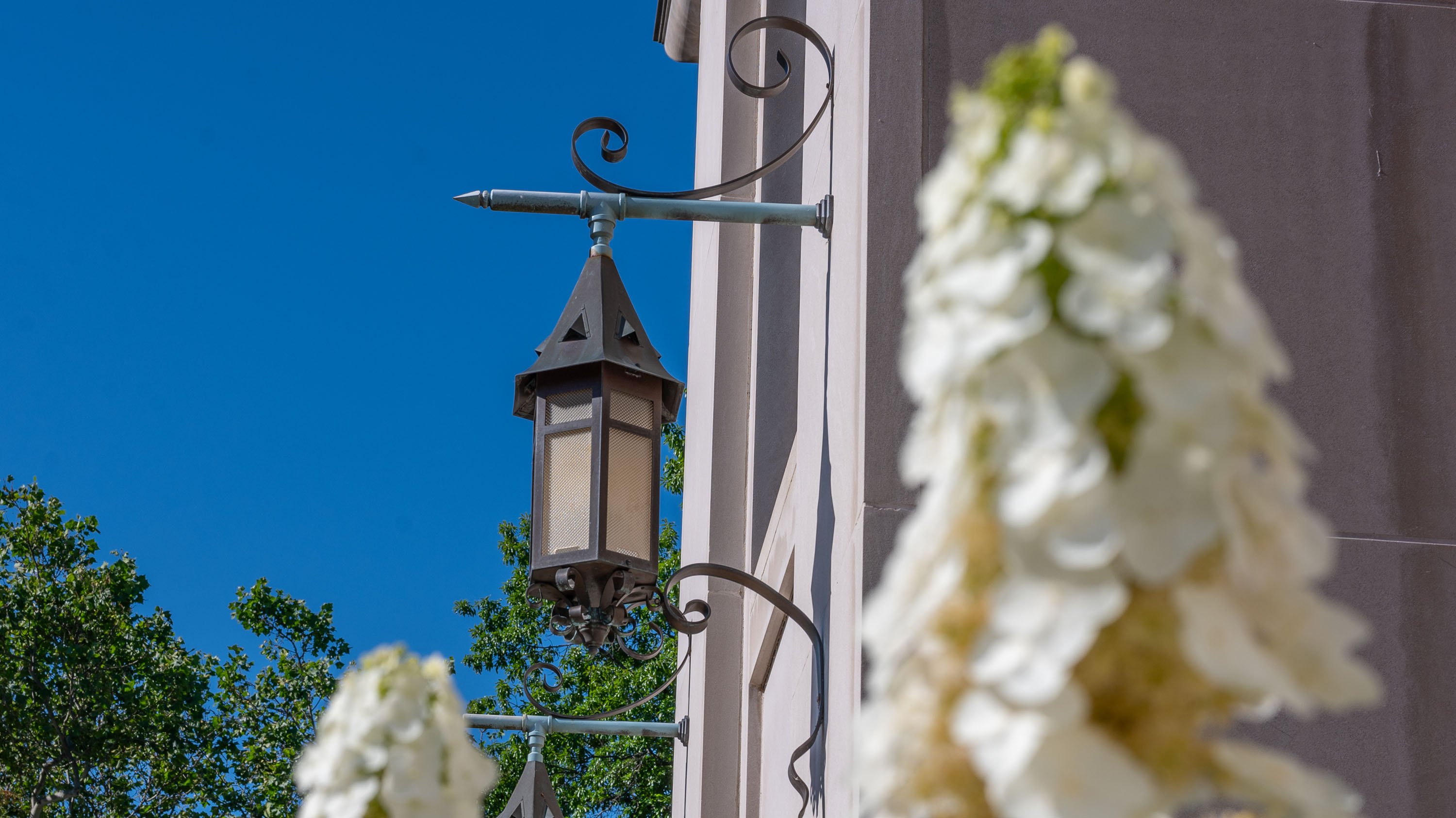MSU Lantern and panicle hydrangeas