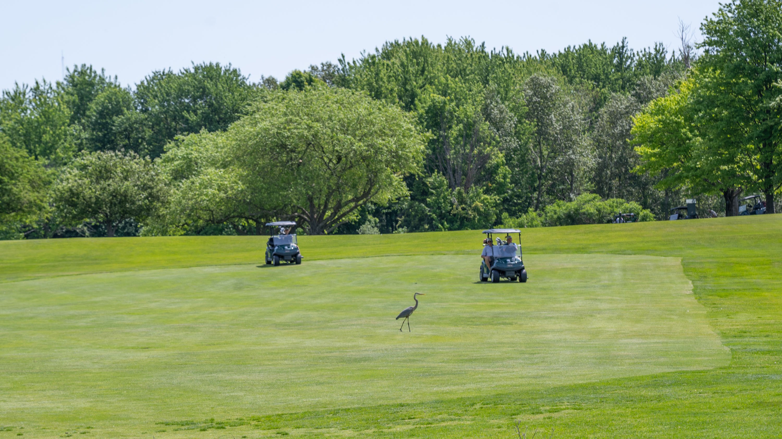 Heron walking on Forest Akers golf course