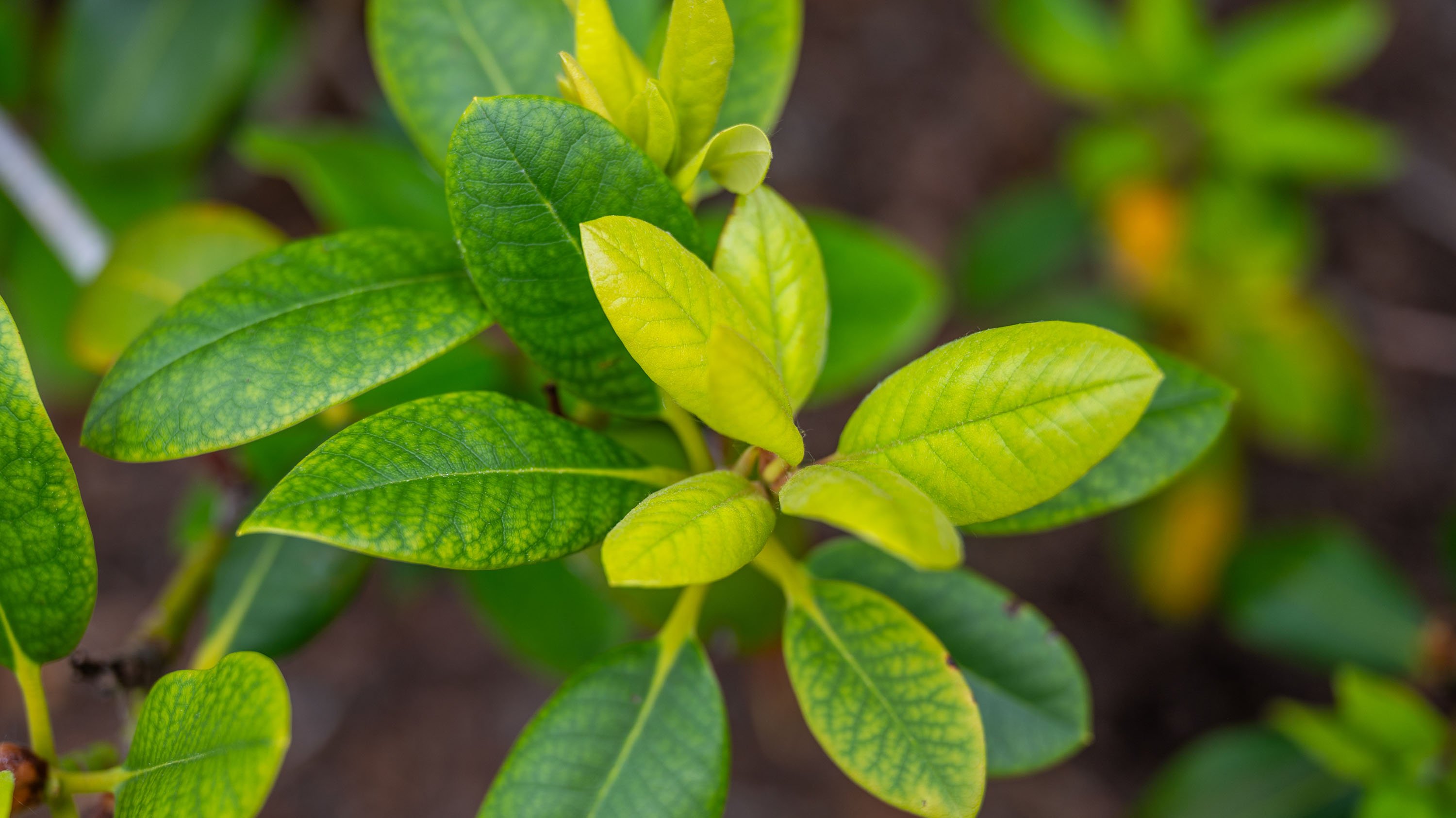 Rhododendron bush with leaves in the shape of a heart