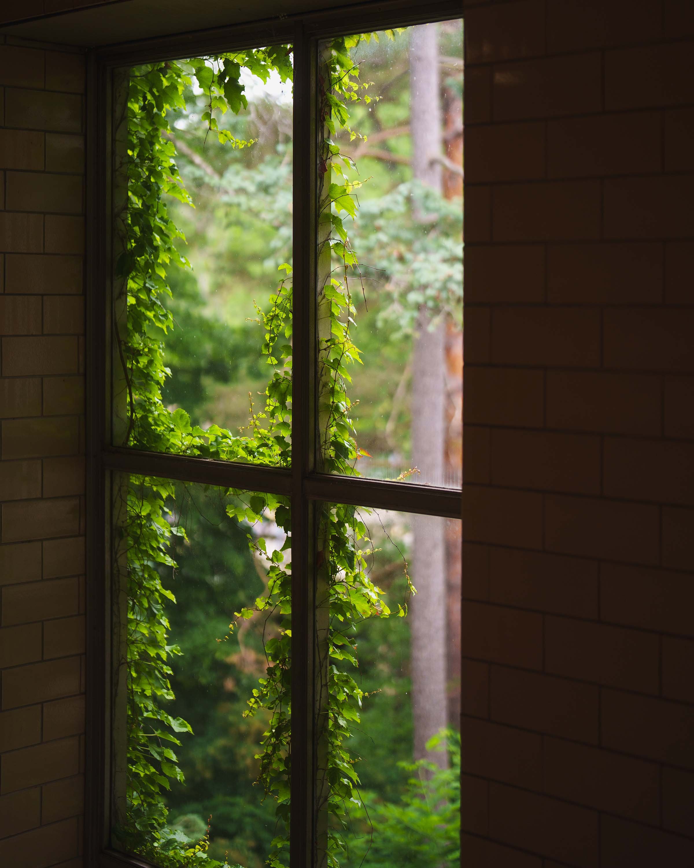 Leaves and ivy viewed through window