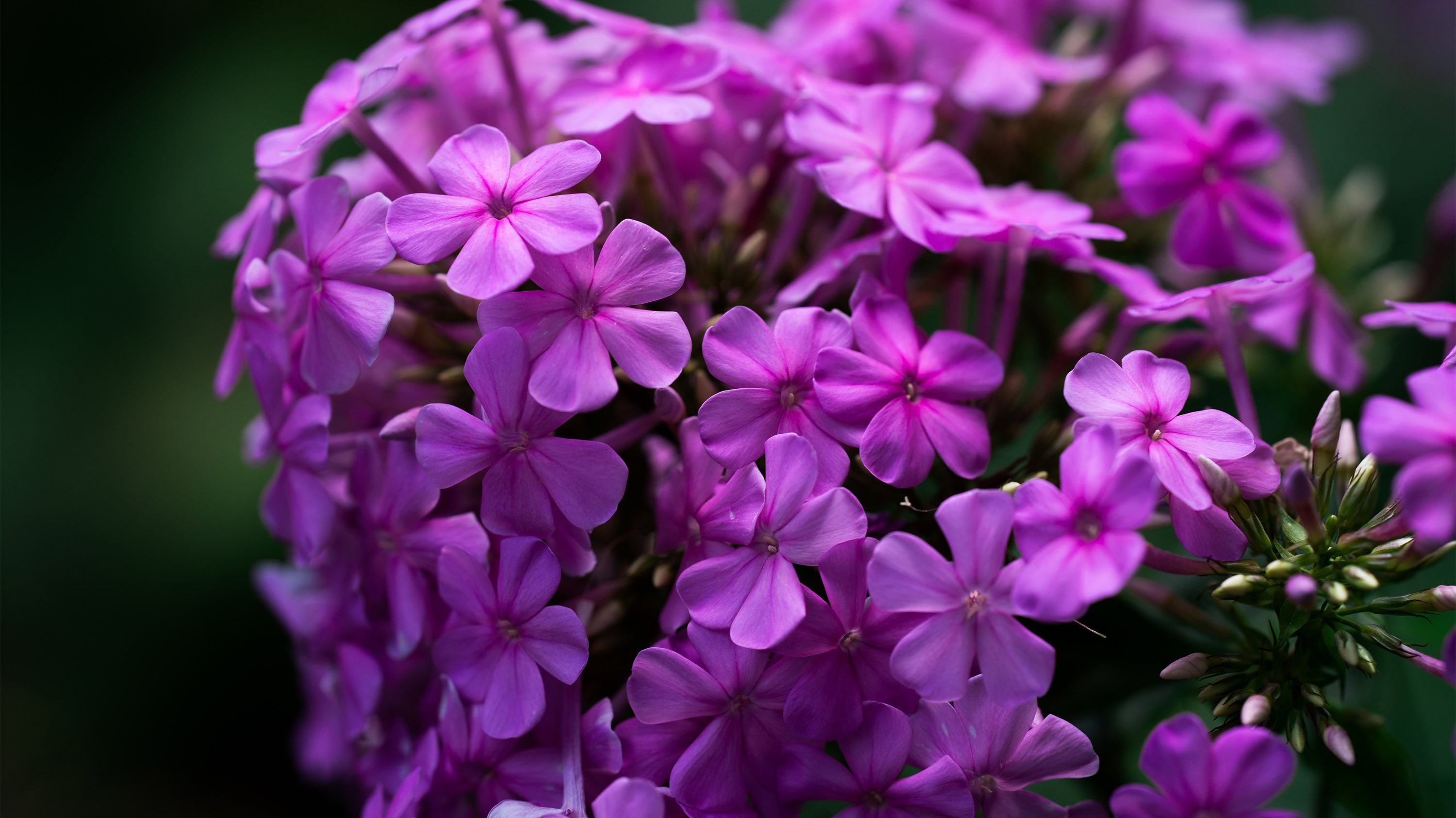 Pink flowers