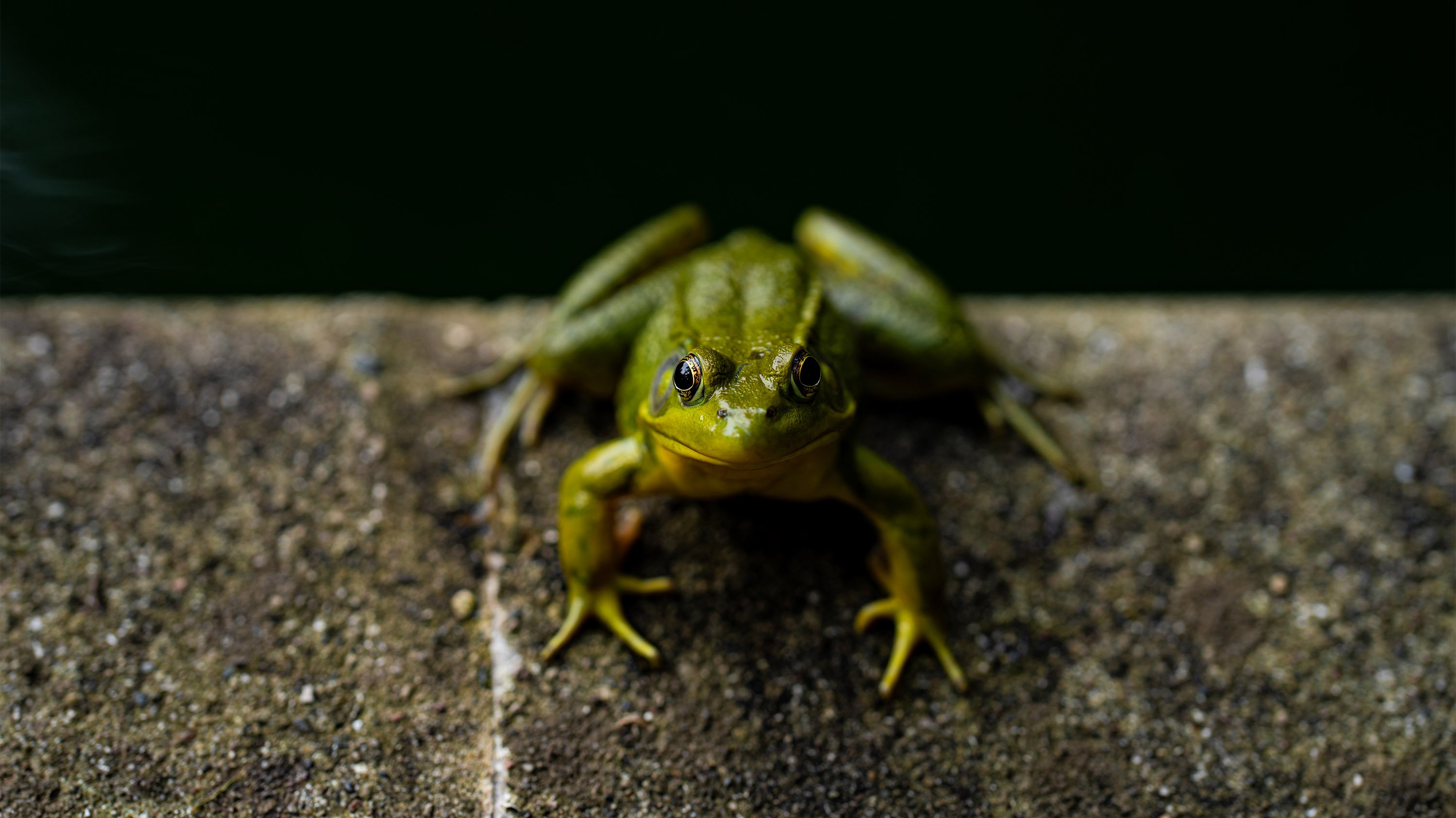 Frog on edge of pond