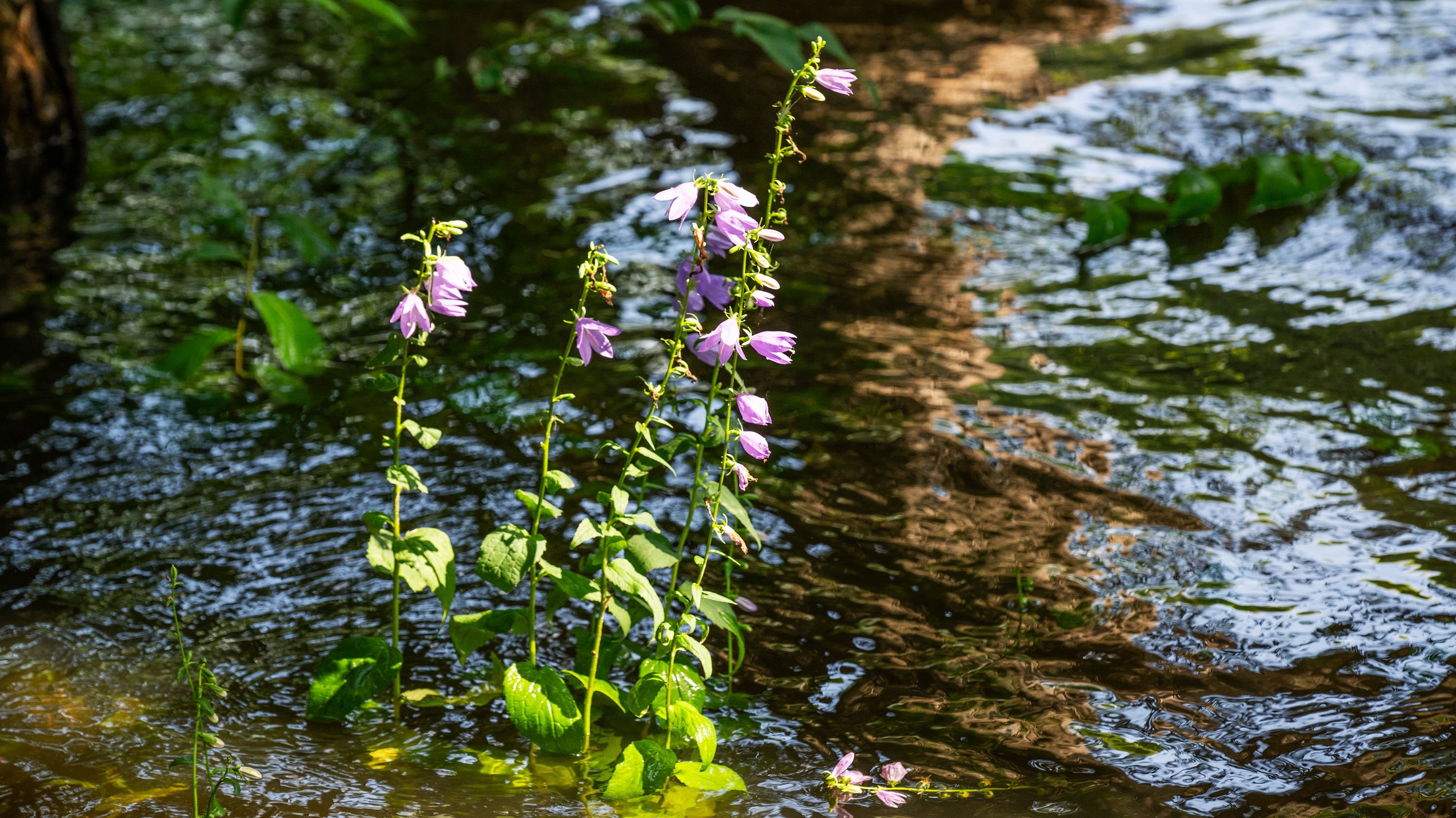 Creeping bellflowers in Red Cedar River