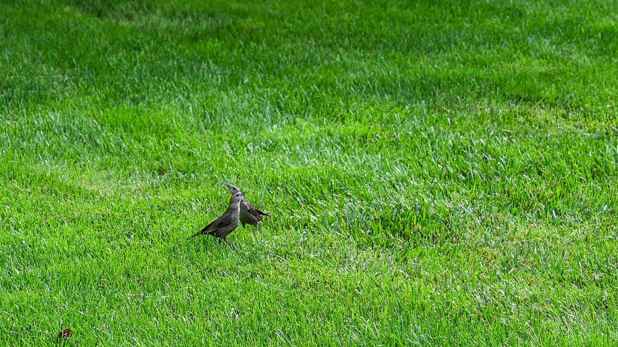 Two starlings in grass