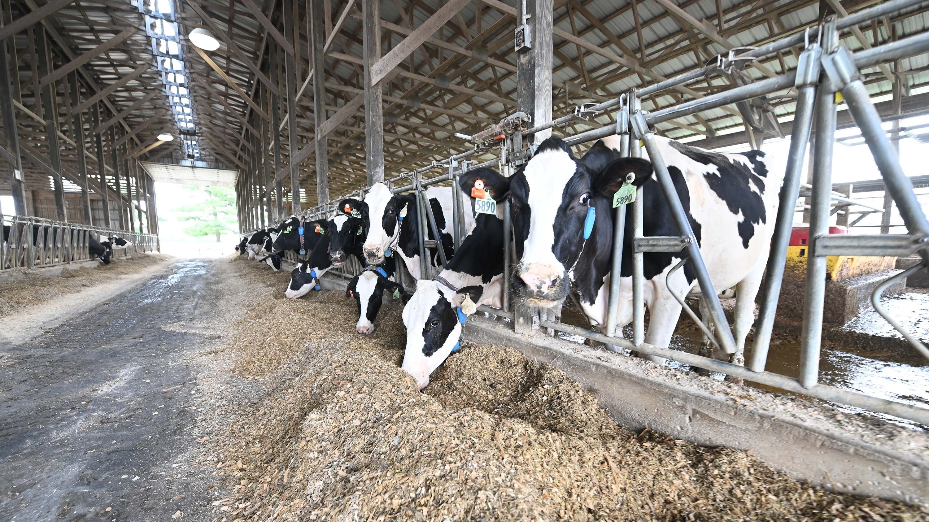Dairy cows