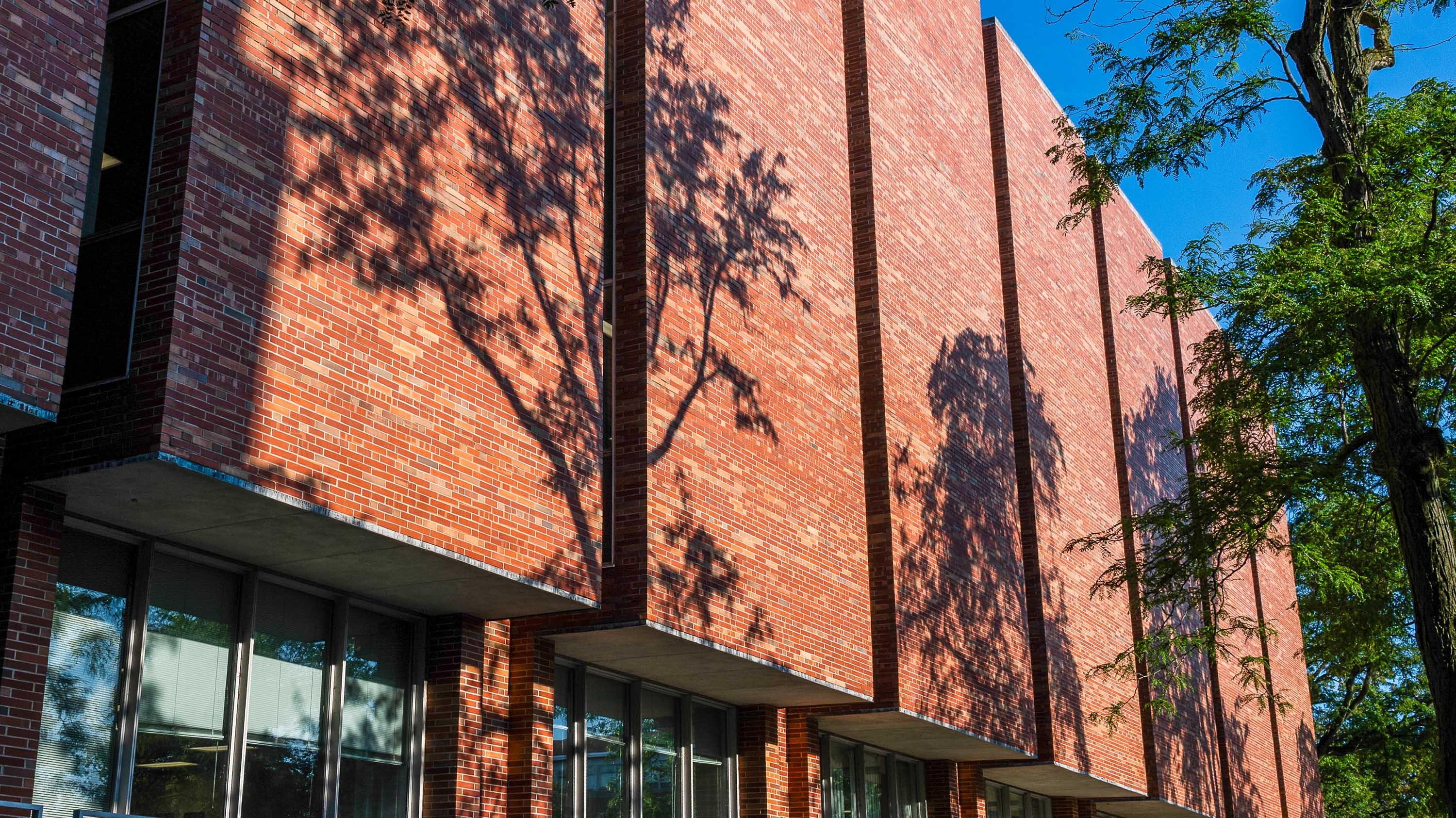 Shadows of trees on MSU library building