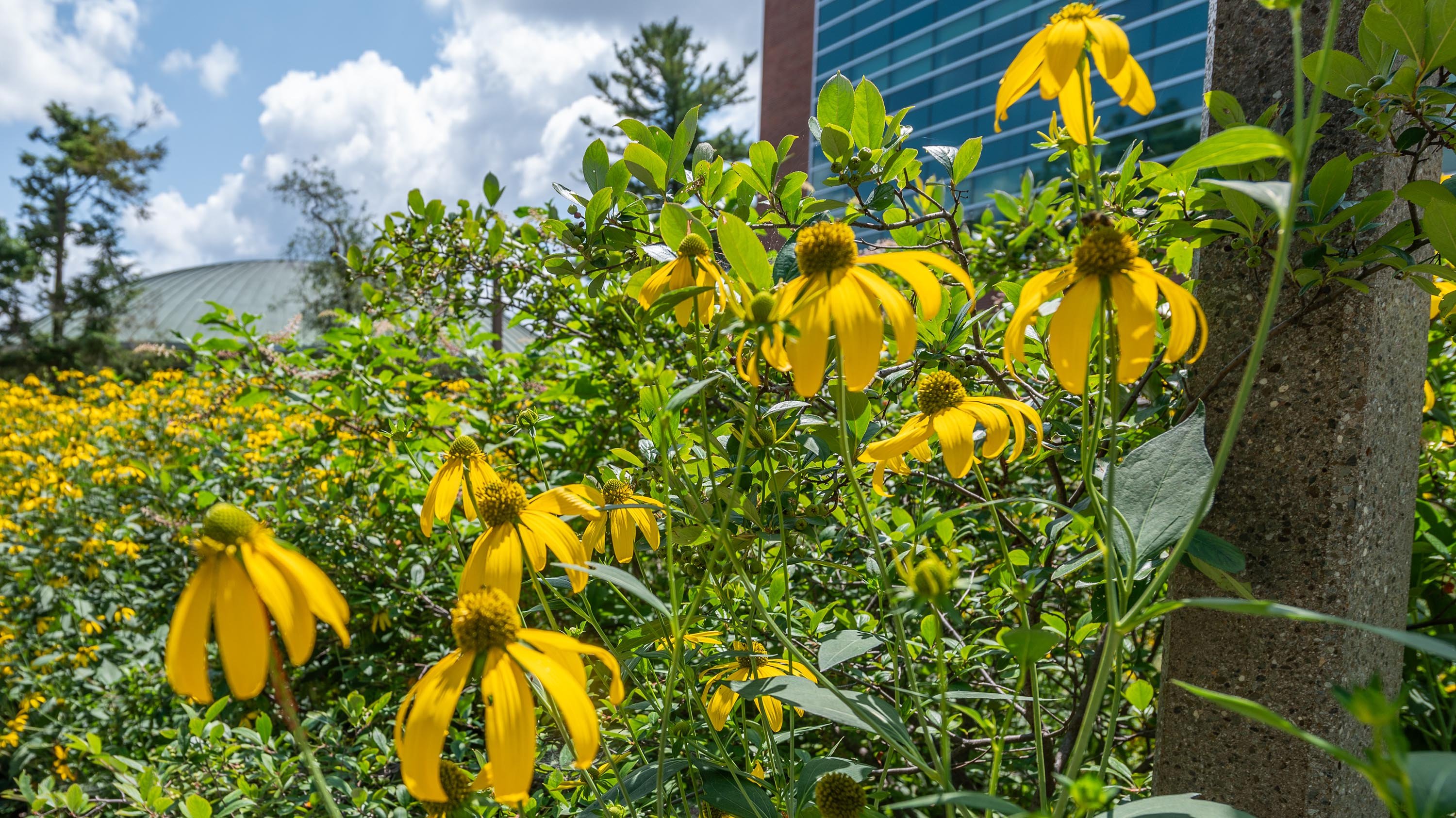 Yellow coneflowers in front of Erickson Hall