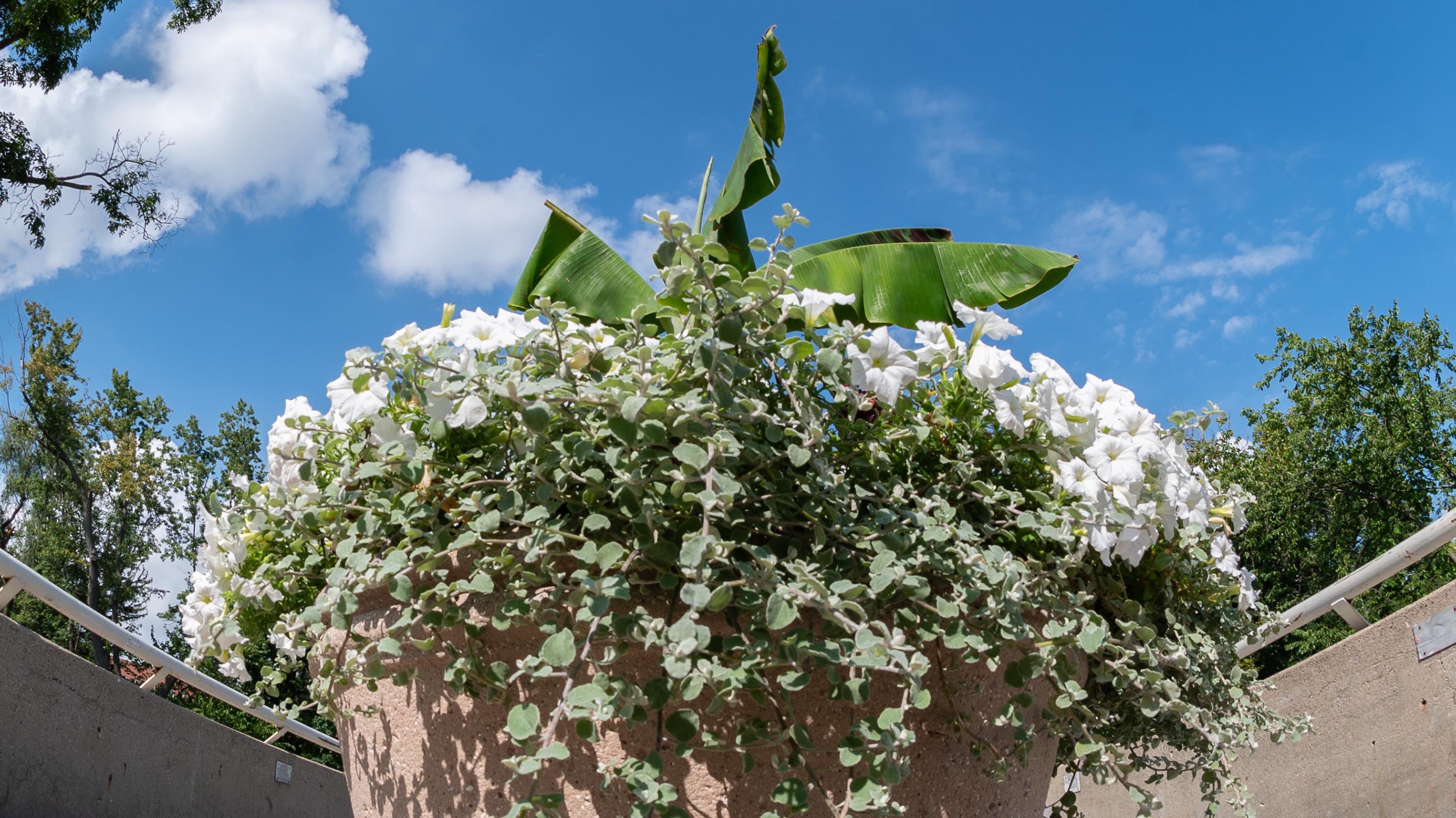Planter of green and white flowers in front of Spartan Stadium