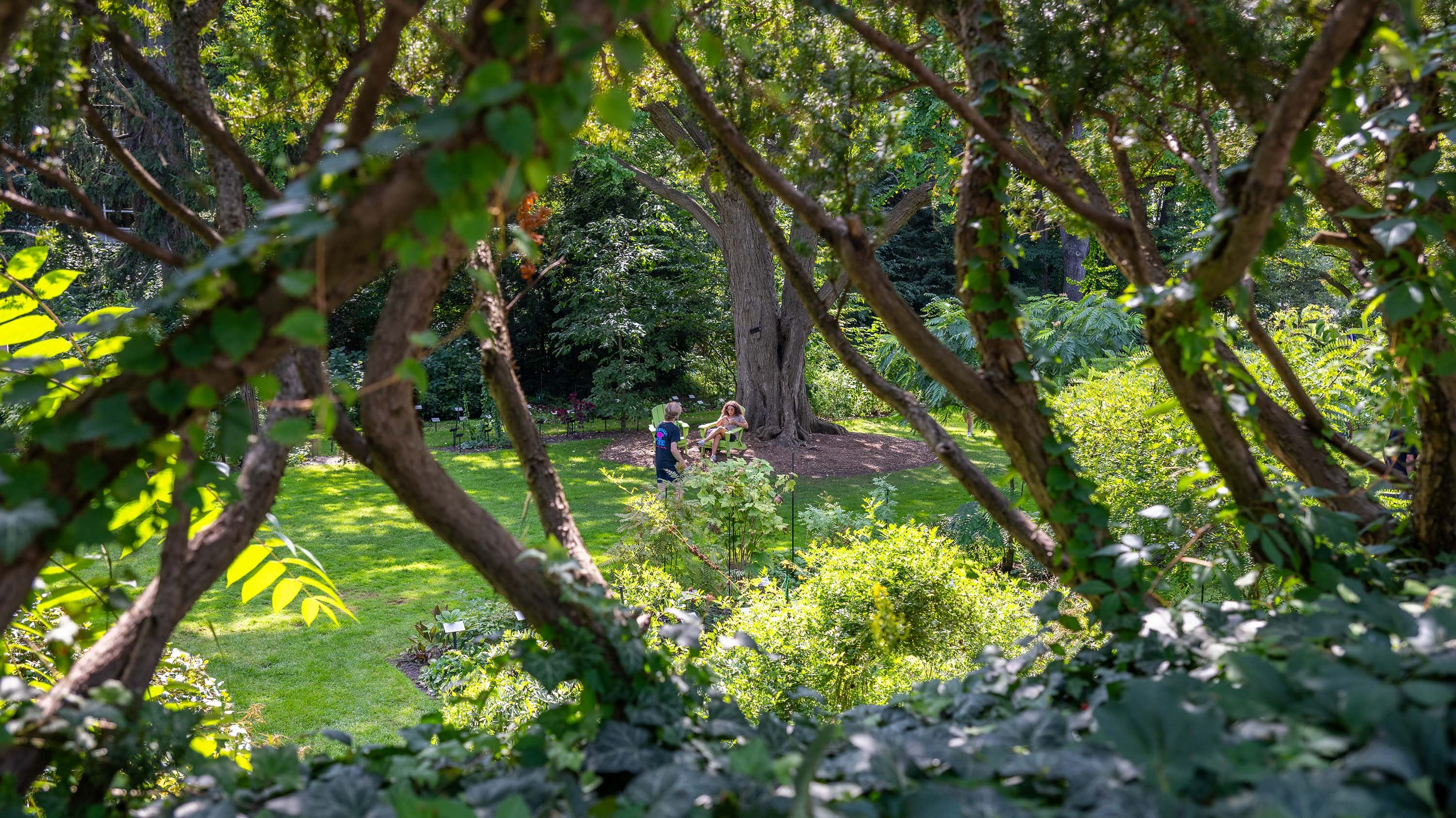 People seen from behind branches in Beal Botanical Garden