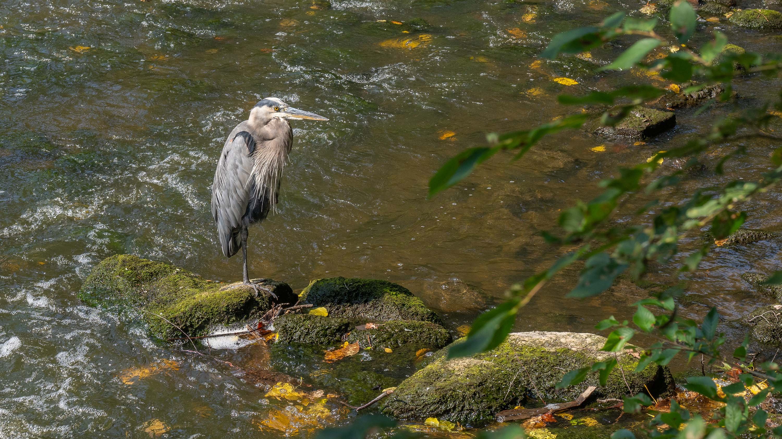 Heron in Red Cedar River