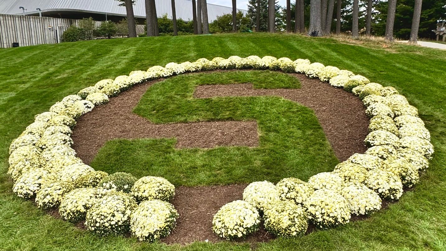 Landscaping design outside Munn Ice Arena consisting of mums surrounding an S