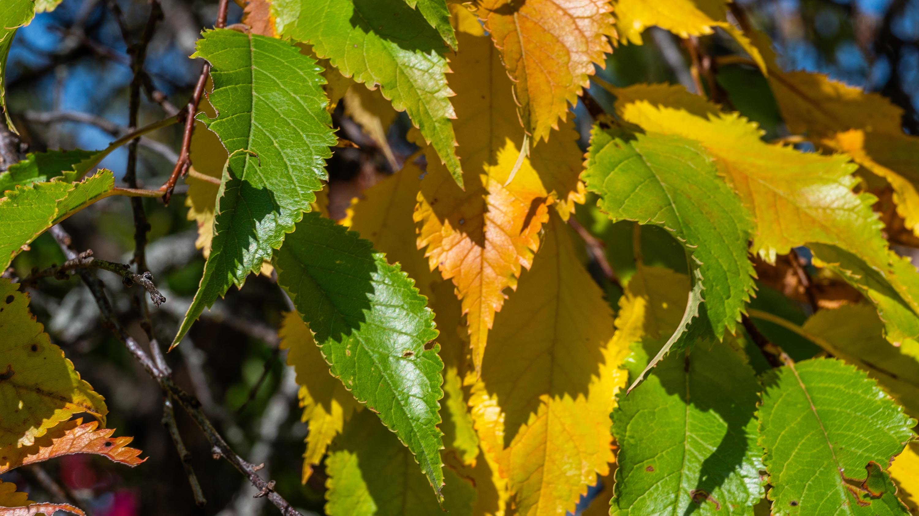 Green and brown leaves