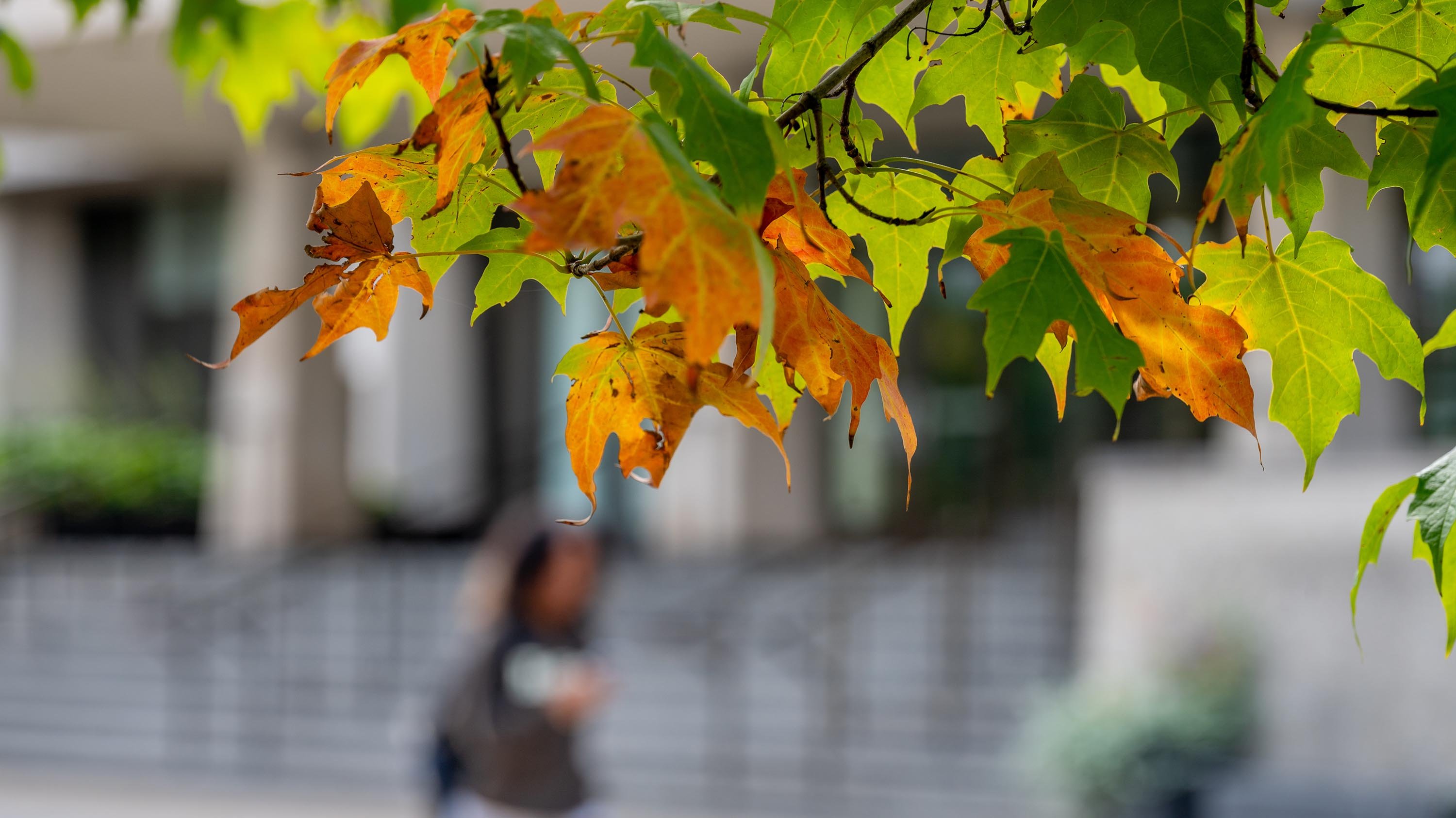 Autumn leaves in front of Hannah Plaza