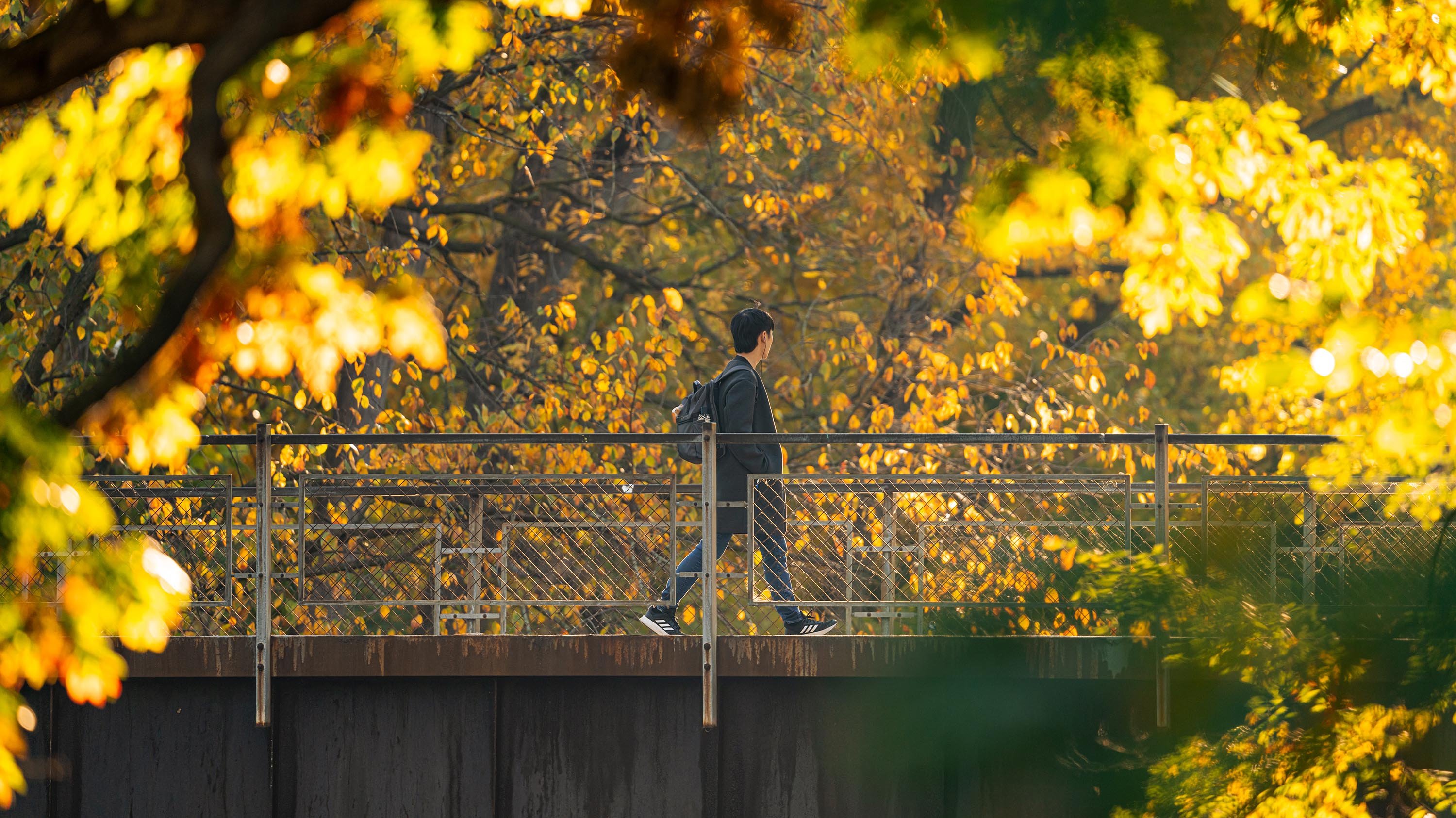 Student crossing bridge in autumn