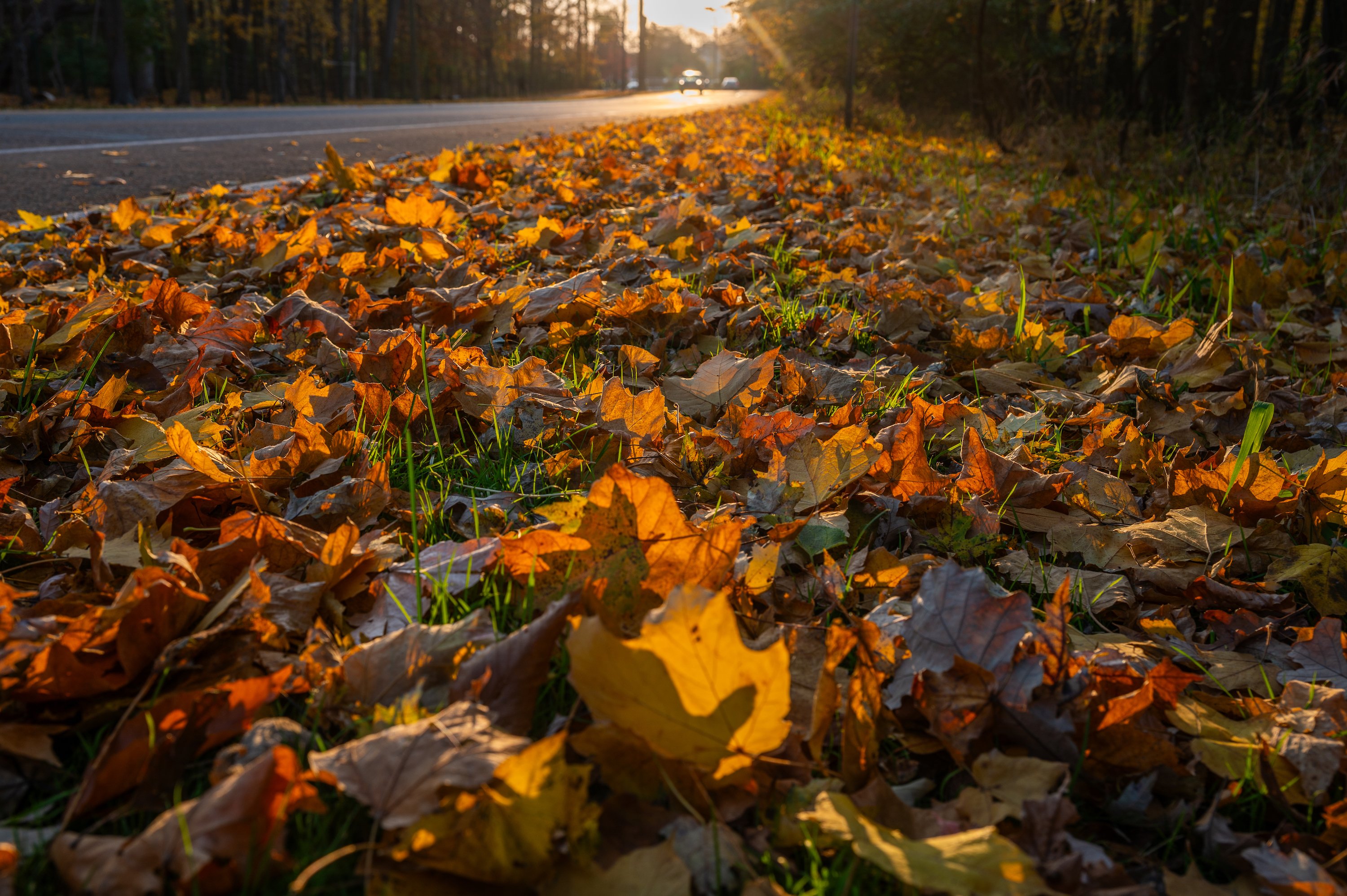 Autumn leaves in the evening.