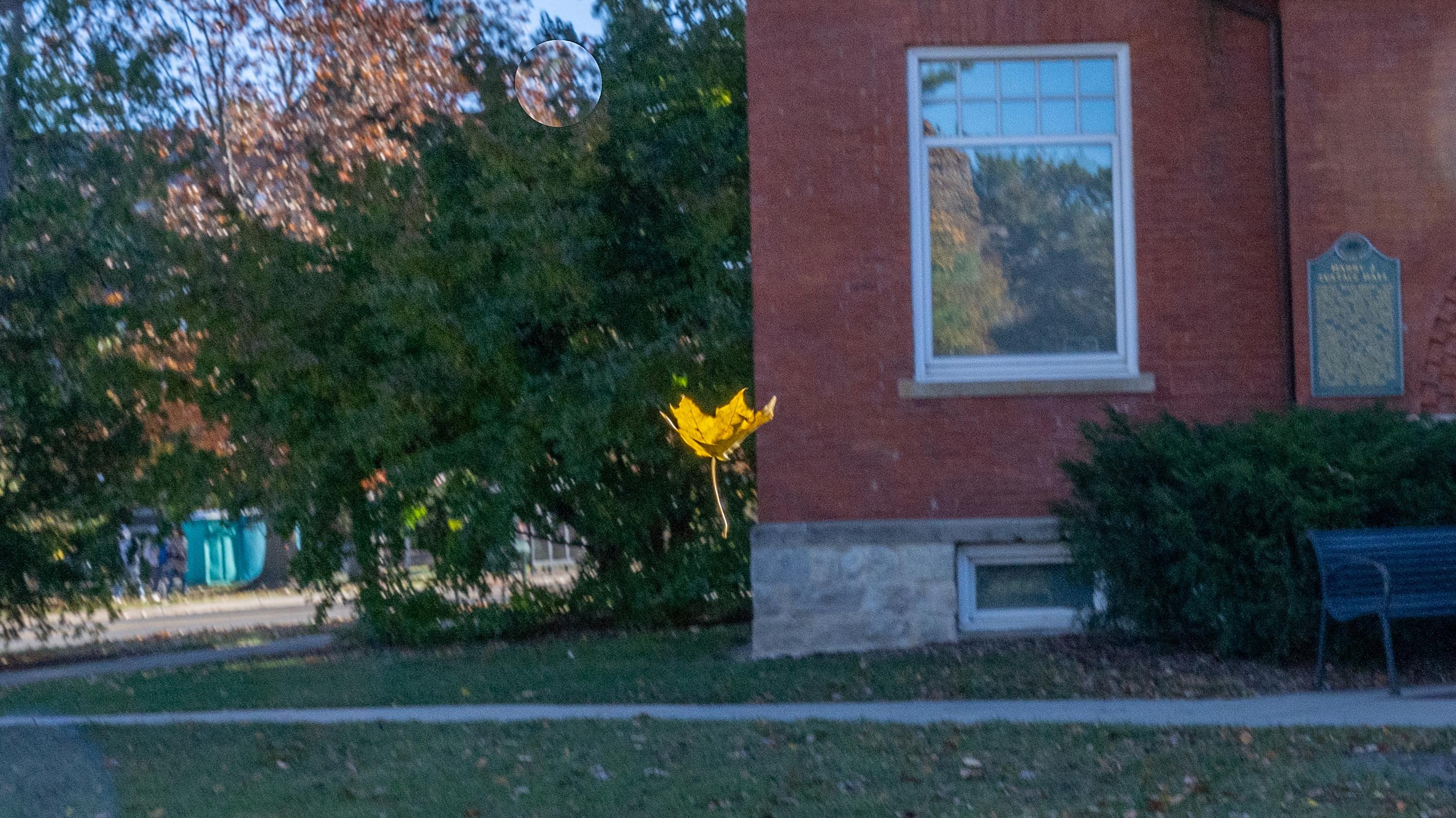 Leaf falling in midair