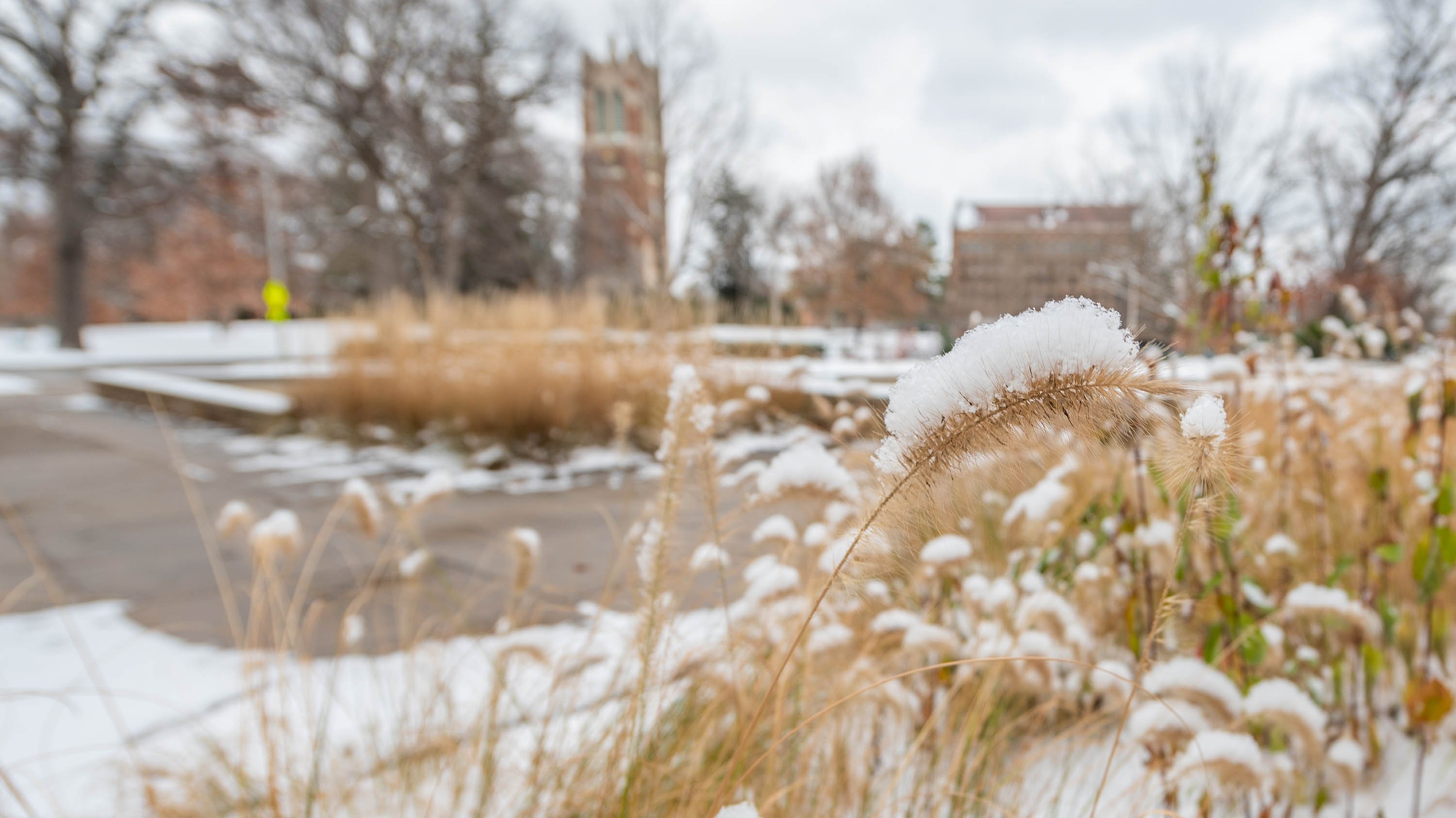 Ornamental grass covered in snow