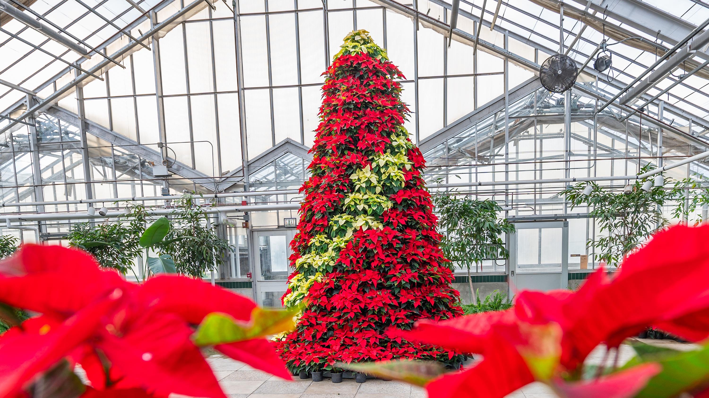 Tree made of poinsettias