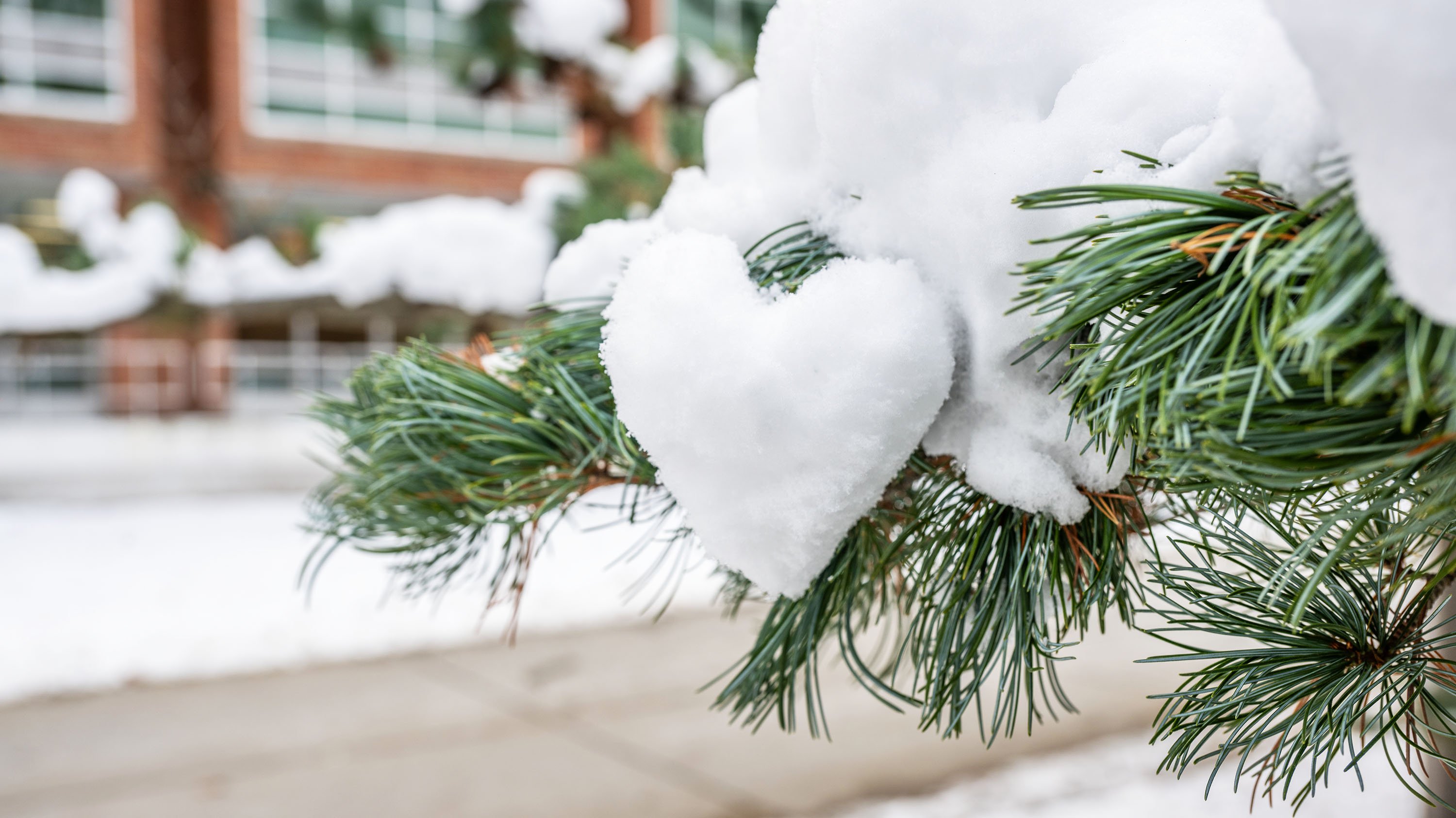 A clump of snow forming the shape of a heart on a pine tree