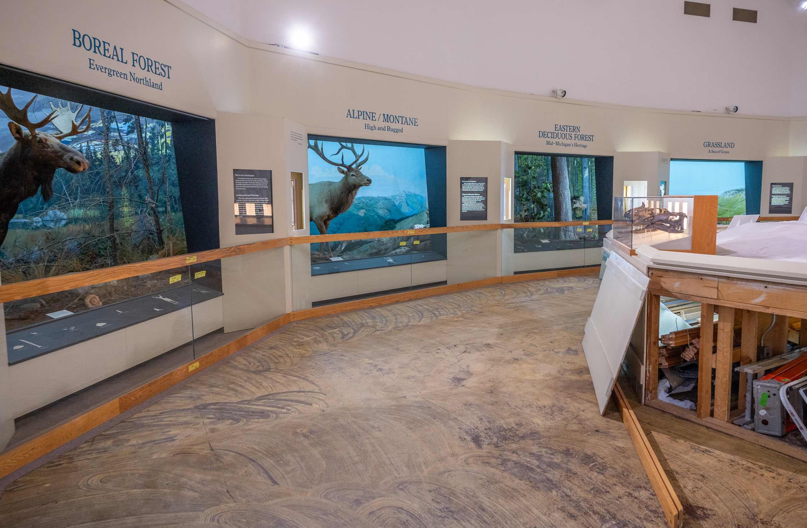 Natural area exhibit room under construction at the MSU Museum.