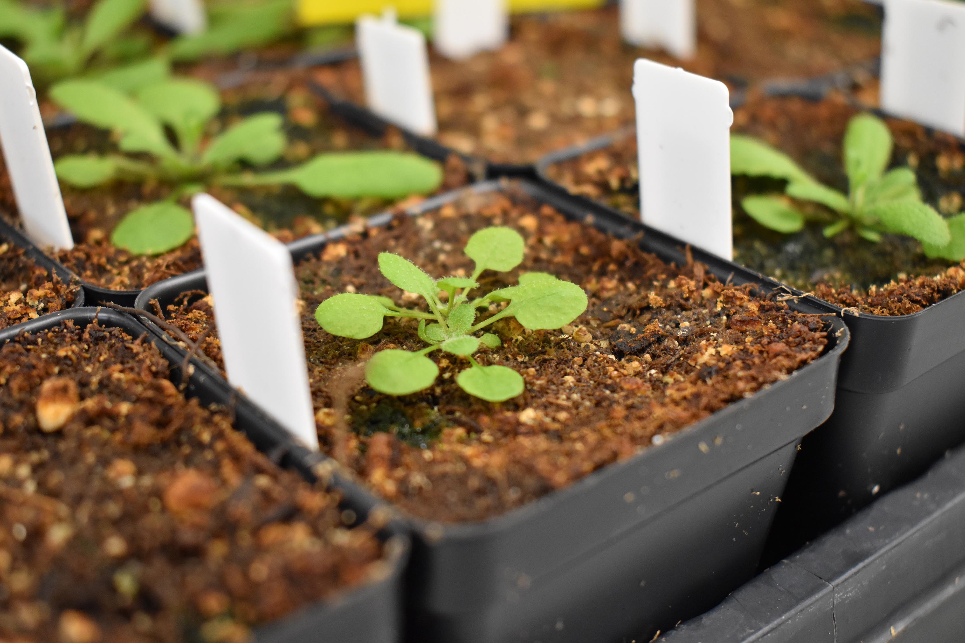 Arabidopsis