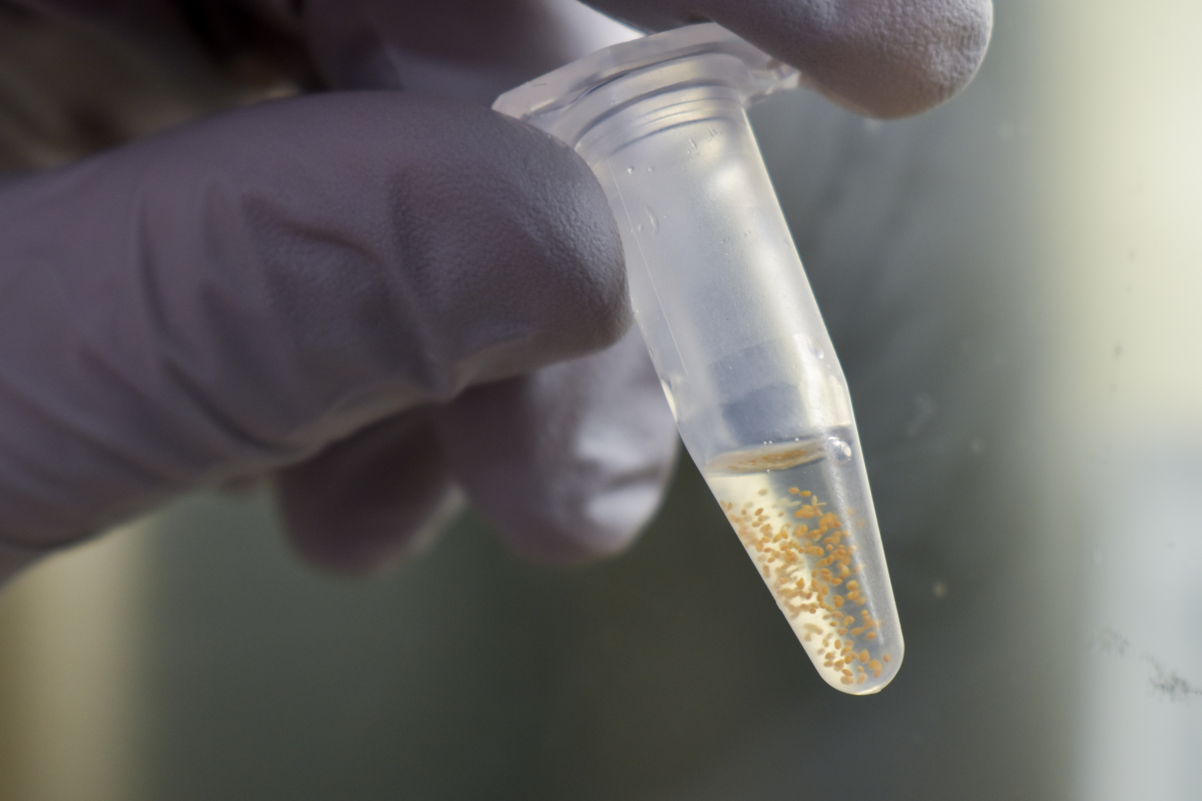 Vial of Arabidopsis seeds floating in water