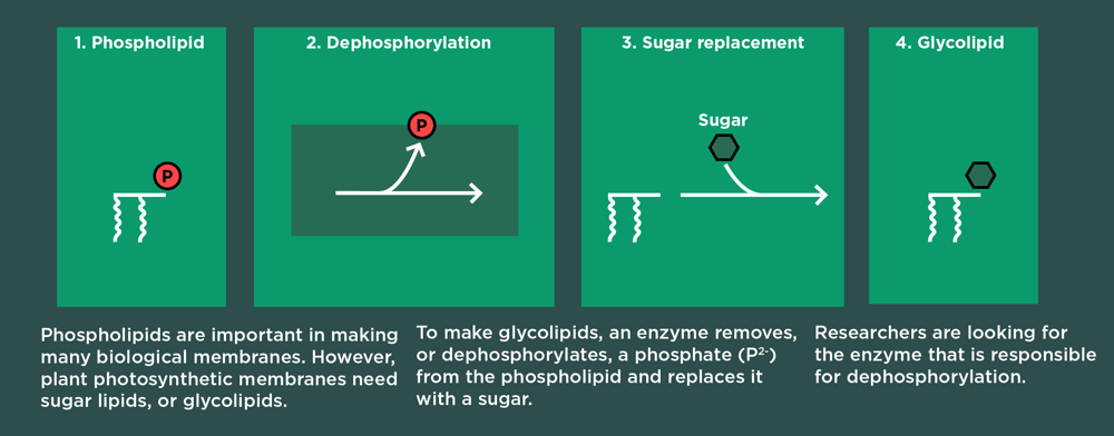 Dephosphorylation is the process in which a phosphate is removed from a phospholipid. The researchers are looking for the enzyme that makes this process possible.