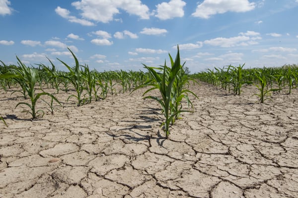 Plants in dry soil