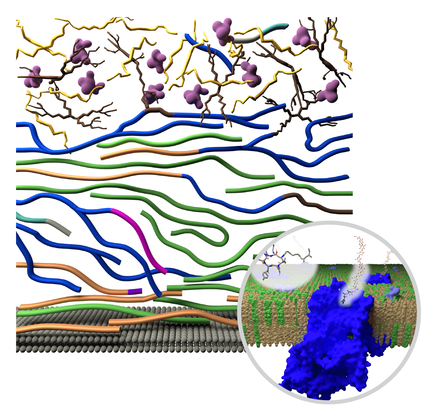 Model to show how fungi remodel their cell walls to thwart antifungal drugs.