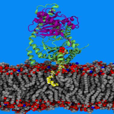 A rendering from the Vermaas lab.