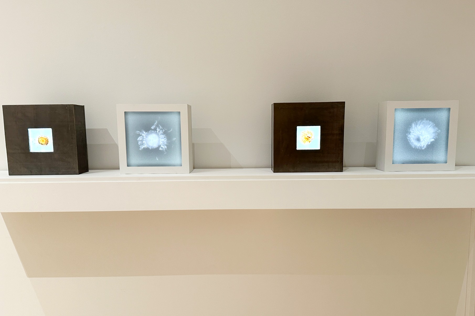 Four radiographic images of sunflowers sit on display in square frames.