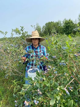 Claudia Duran picking blueberries in SW MI.