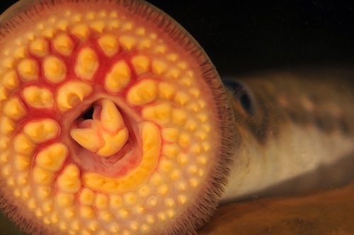 Close up of a Sea Lampreys open sucking disk.