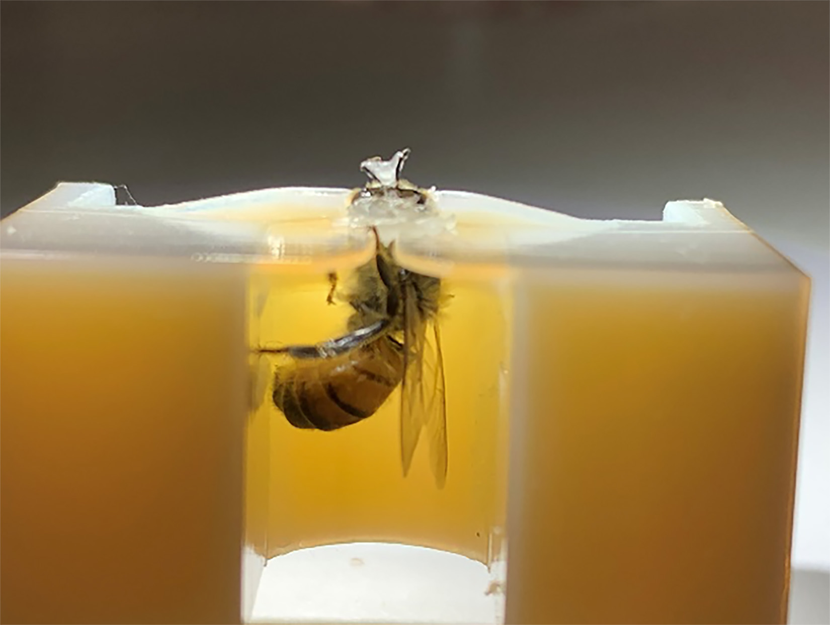 Honey bee in 3D-printed harness