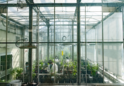 Paper birch trees being grown in the Biotron. These trees were selected for this study because they live in the parts of the planet expected to be hit the hardest by cliamte change. By Mitchell Zimmer
