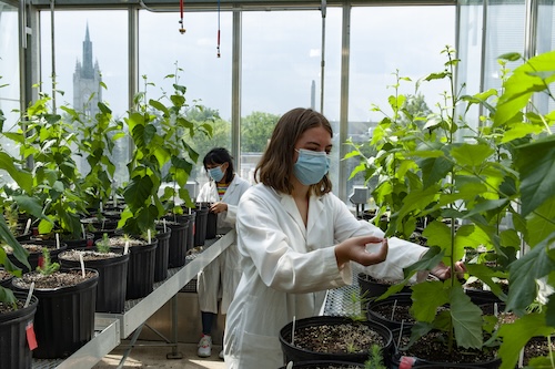 Paper birch trees being grown in the Biotron. These trees were selected for this study because they live in the parts of the planet expected to be hit the hardest by cliamte change. By Mitchell Zimmer
