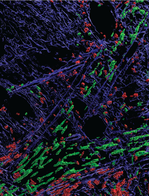 This intravital microscopy rendering provides an in vivo, 3D view of tissue implanted with biomaterial and metabolic inhibitors that researchers found lead to lower rates of implant rejection. Image credit: Axel Schmitter-Sánchez
