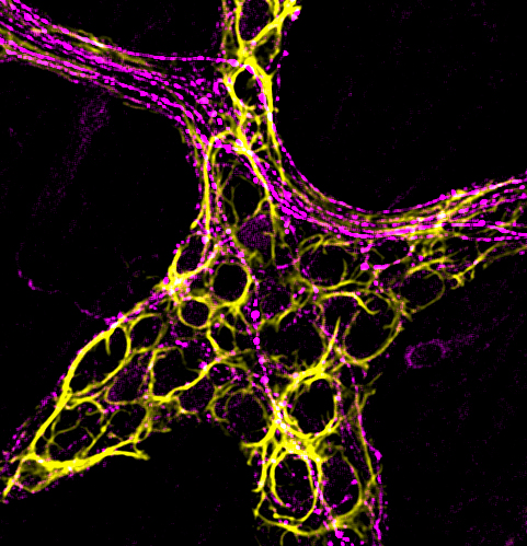 Glial cells