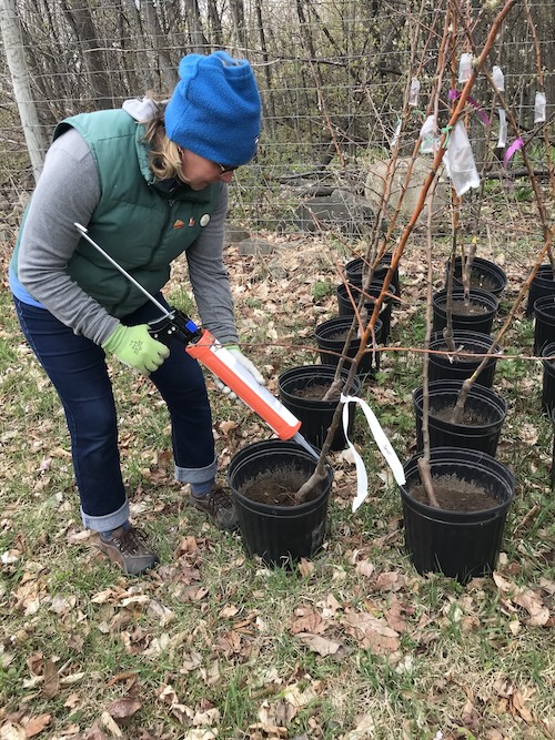 Nikki Rothwell, MSU Extension specialist and coordinator of the Northwest Michigan Horticultural Research Center, puts SPLAT repellent for black stem borer on potted apple trees