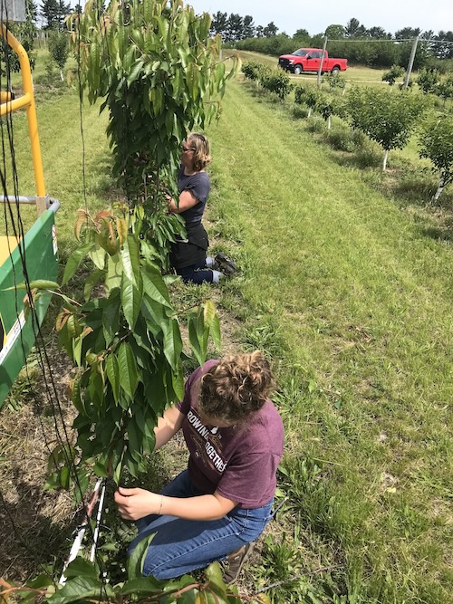 Nikki Rothwell, MSU Extension specialist and coordinator of the Northwest Michigan Horticultural Research Center, and Erin Lauwers, tree fruit integrated pest management educator for Northwest Michigan Horticulture Research Center stringing up high density fresh sweet cherries