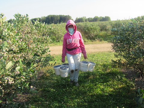 woman carrying buckets of blueberries in a field