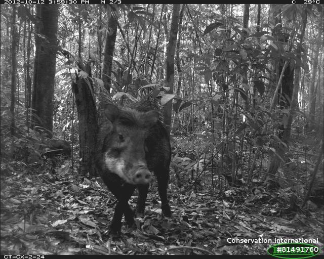 Peccary