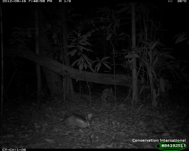 Armadillo